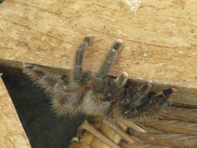 pider tarantula